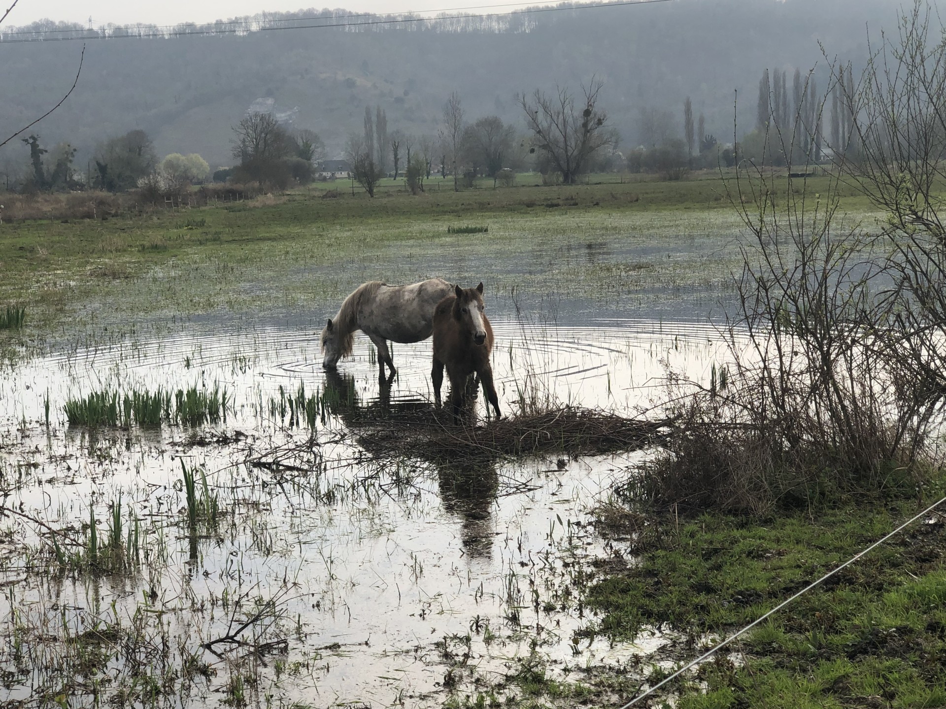 ....des chevaux bien contents de patauger dans l'eau !