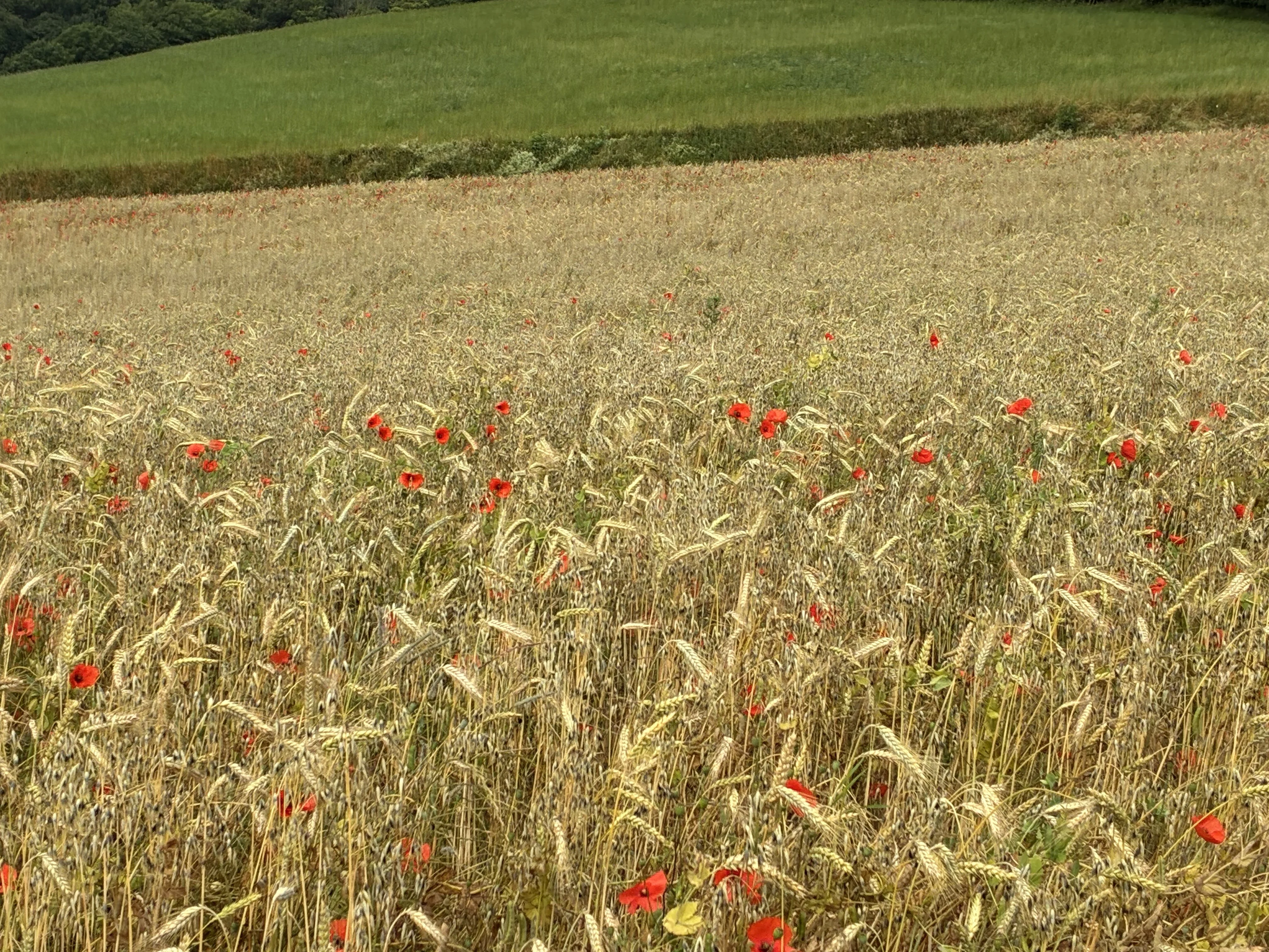 On s'arrête devant ce champ de blé et de coquelicots !