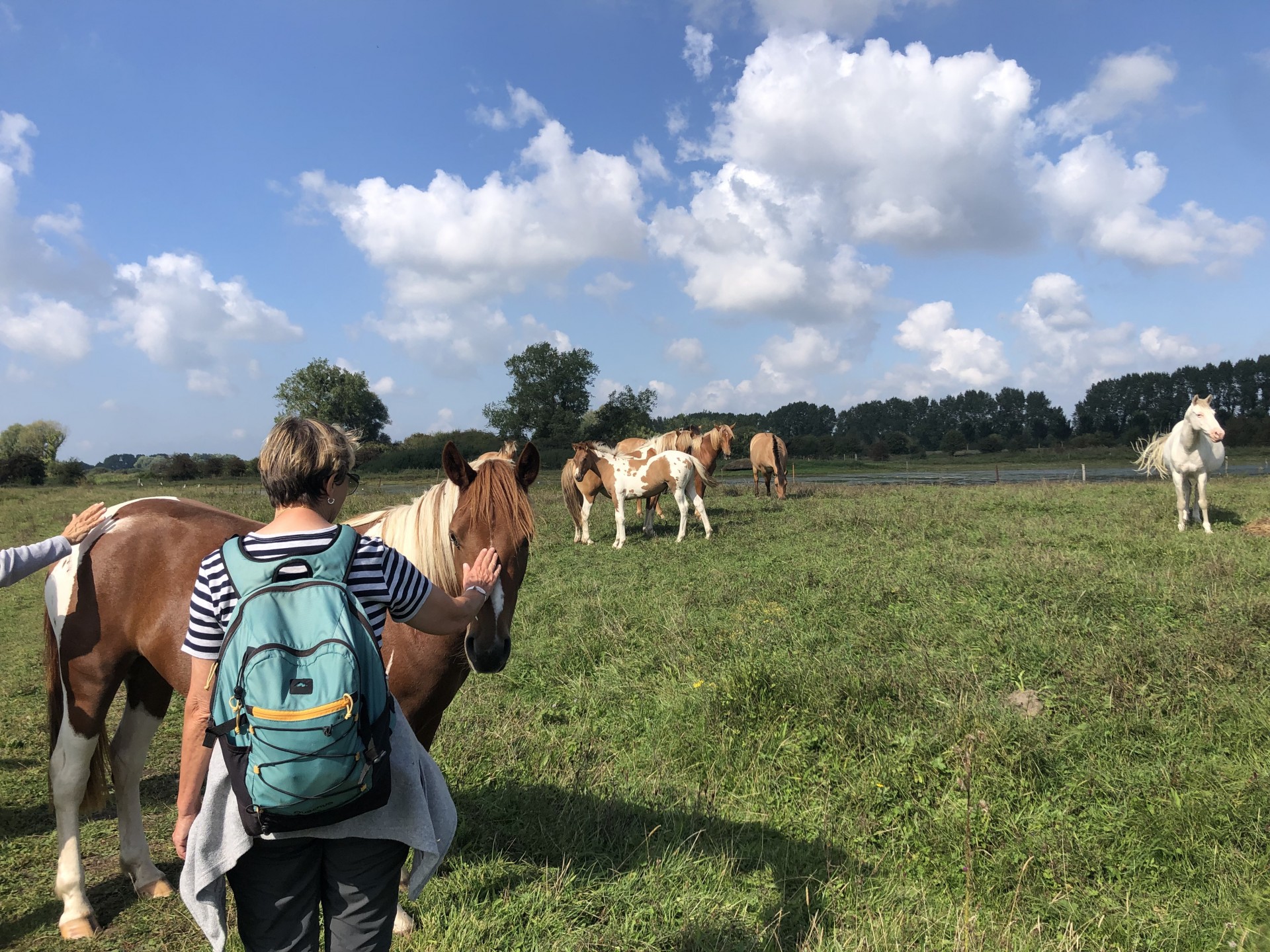 ... nous y trouvons les chevaux Henson de la Baie de Somme