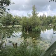Etang du marais