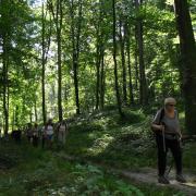 Dans la forêt d'Eawy autour de Bellencombre