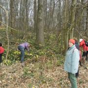 Encore à la recherche des jonquilles à AUFFAY le 19 03 15
