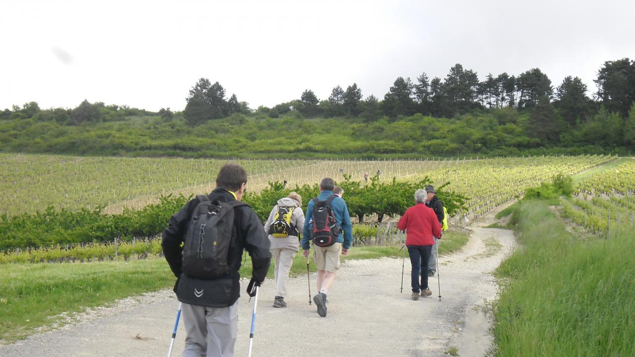 Mercredi matin rando autour d'Irancy au milieu des vignes