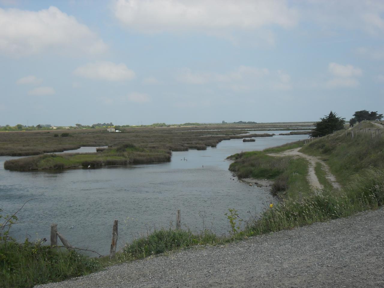 Noirmoutier : Polder de Sebastopol (Réserve naturelle)