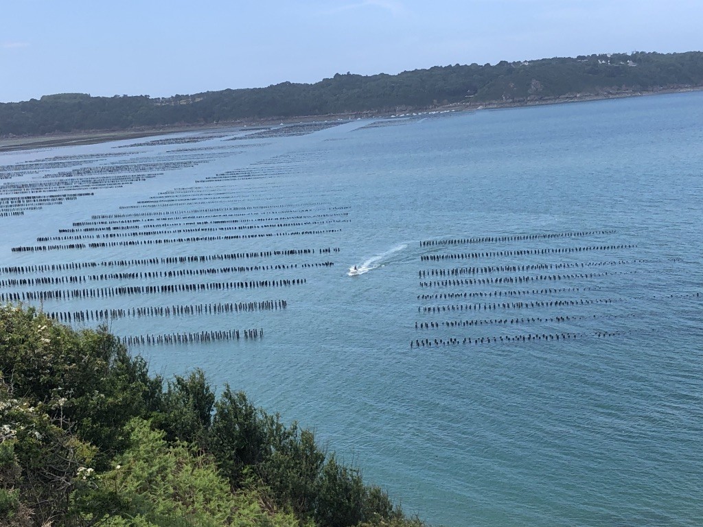 moules de bouchot dans la baie