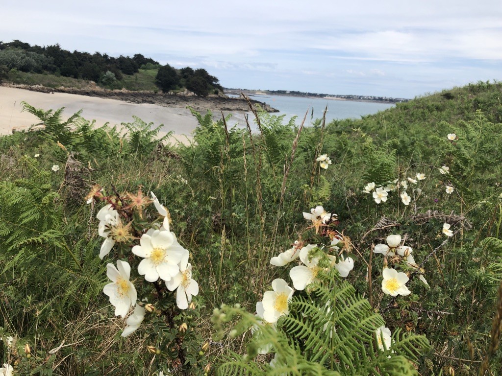 Rosier pimprenelle , très présent sur l'ile