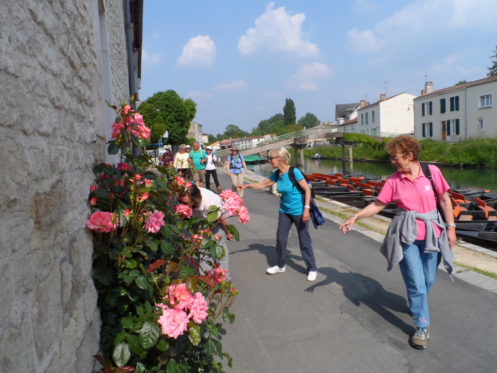 Encore des belles roses !
