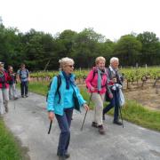 Nous traversons des vignes