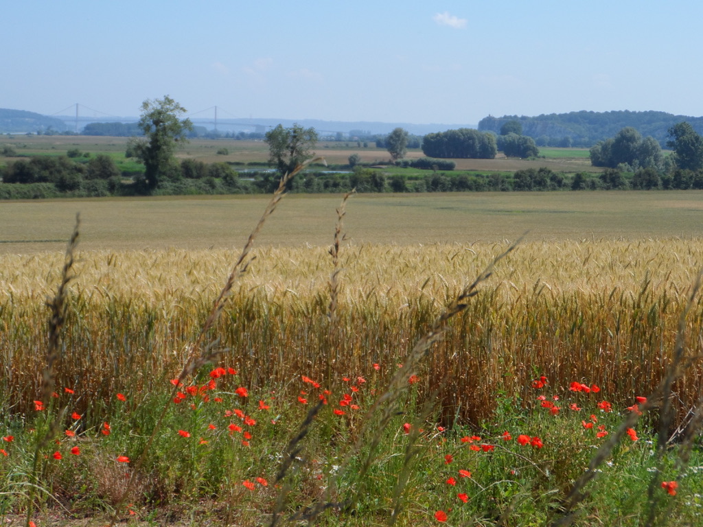 Pont de Tancarville à l'horizon