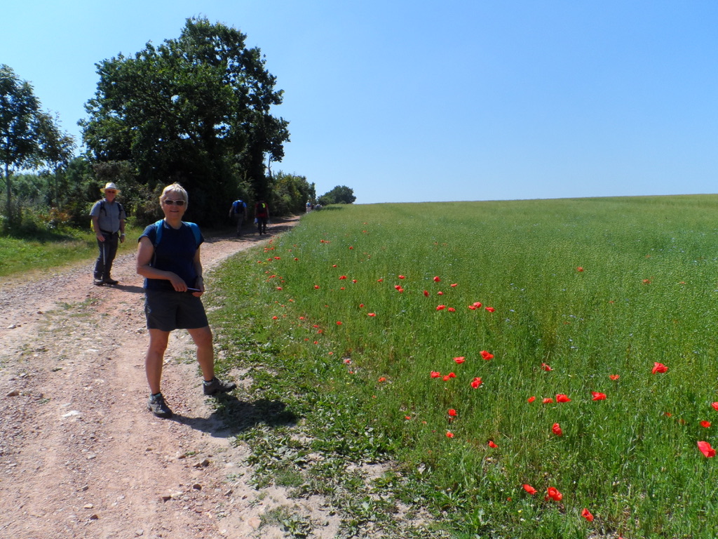Sylviane en admiration devant le lin et les coquelicots