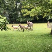 Une belle rencontre, après avoir marché en forêt et en plaine