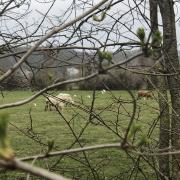 Des aigrettes au milieu des vaches !!